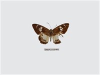 藏品(臺灣颯弄蝶)的圖片